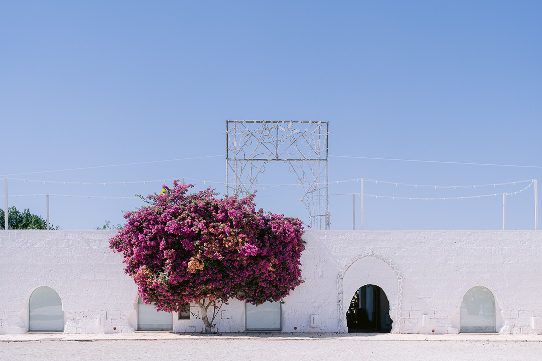 masseria potenti flowers