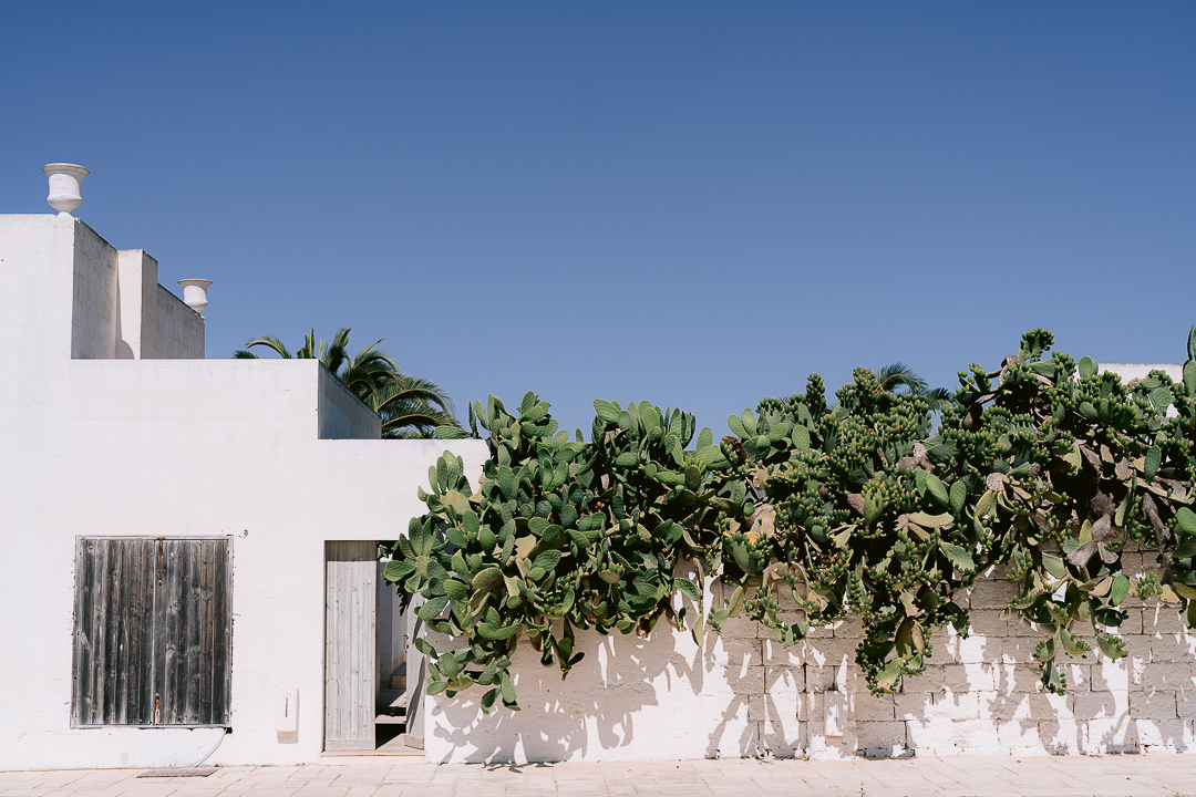 masseria potenti prickly pear