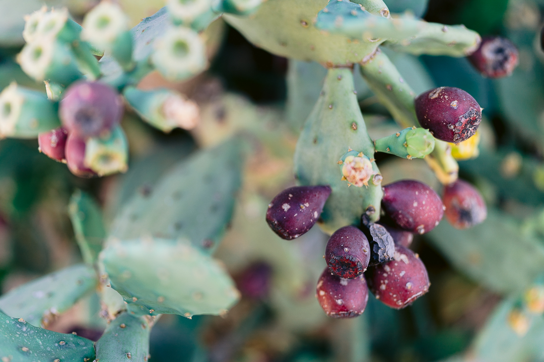 masseria potenti prickly pear